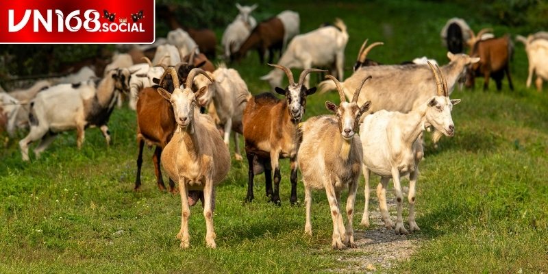 Mơ thấy dê lúc ngủ thường là điềm lành